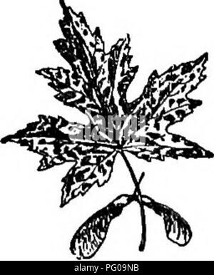 . Ausgewählte Western Flora: Manitoba, Saskatchewan, Alberta. Botanik; Botanik; Botanik. Fio. 59. - Acer freemanii x. FiQ. 60. - Acer saccharlnum.. Bitte beachten Sie, dass diese Bilder sind von der gescannten Seite Bilder, die digital für die Lesbarkeit verbessert haben mögen - Färbung und Aussehen dieser Abbildungen können nicht perfekt dem Original ähneln. extrahiert. Hales, B.J. (Benjamin Jones), 1868-1945. Toronto: Macmillan Gesellschaft von Kanada Stockfoto