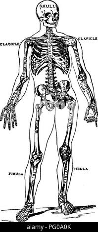 Dieses Einführungsbuch zur Zoologie konzentriert sich auf die Aktivitäten und Verhaltensweisen verschiedener Tiere. Es bietet Einblicke in die physischen und Verhaltensanpassungen, die es Tieren ermöglichen, in ihrer Umgebung zu gedeihen. Der Text ist eine wertvolle Ressource zum Verständnis des Verhaltens von Tieren und der Rolle des Instinkts beim Überleben von Arten. Stockfoto
