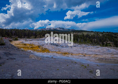 Abwechslungsreiches warmes Frühjahr thermische Farben - Mammoth Hot Springs, Yellowstone s nur größere thermische Umgebung auch außerhalb der Caldera. Die Terrassen ändern sich manchmal bemerkbar innerhalb eines Tages Stockfoto