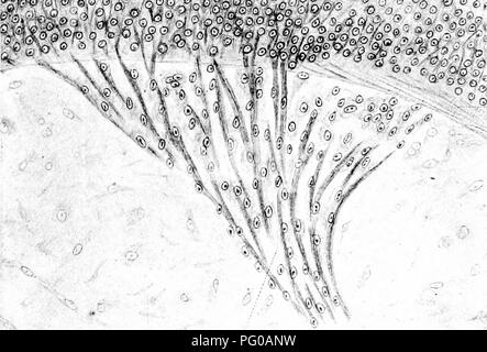 . Die Entwicklung der okulomotorischen Nerv, der Ciliary Ganglienzellen und die abducent Nerv in der Küken. Sehnerv; sympathische Nervensystem; Vögel; Geflügel. ms' Ench. phx. n. Abd. 017^Par mt 'e.i". V) d.comit." V -*; • â / â ¢ (4)/%&gt;^19 n. ahd. nidl. Oc bin ot. ! Ti ttO-OOo ooO^^^. 20 ms' Ench. n.oc bin ot. o Tri.fbr. v. F, F, FW. Cdel HELIOTYPe CO., B031. Bitte beachten Sie, dass diese Bilder sind von der gescannten Seite Bilder, die digital für die Lesbarkeit verbessert haben mögen - Färbung und Aussehen dieser Abbildungen können nicht perfekt dem Original ähneln. extrahiert. Zimmermann, Friedrich W Stockfoto