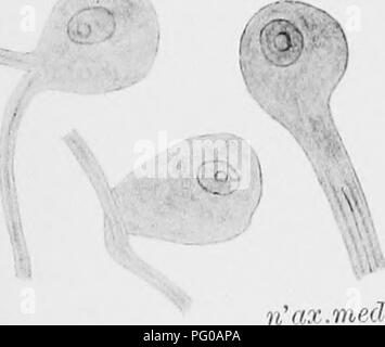 Diese Studie konzentriert sich auf die Entwicklung des Okulomotorischen und abduktiven Nerven sowie des Ziliarganglions bei Küken. Die Arbeit, die auf Beobachtungen von *Gallus gallus* (Haushuhn) basiert, liefert Einblicke in die Entwicklung des Nervensystems bei Vögeln. Die Bilder aus Carpenter's Forschung sind digital aufgewertet und können von den Originalabbildungen abweichen. Stockfoto