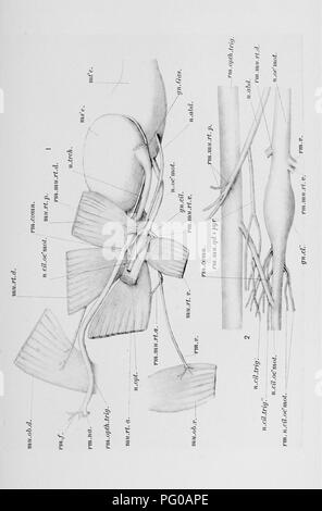 Diese Illustration aus Carpenter's Arbeit über die Vogelanatomie zeigt die Entwicklung des Nervus oculomotorius, des Ganglions ciliaris und des Nervus abducent bei Küken. Es bietet einen detaillierten Einblick in das optische und sympathische Nervensystem von Vögeln und gibt Einblicke in die frühe Neuroentwicklung von Geflügelarten. Stockfoto
