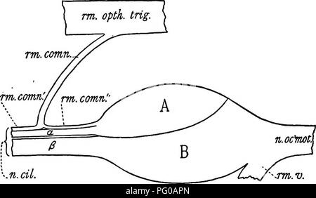 In dieser Studie wird die Entwicklung des Nervus oculomotorius, des Ganglions des Ziliars und des Nervus abducent bei Küken untersucht. Es gibt Einblicke in die neurologische Entwicklung von Vögeln, insbesondere in die Verbindung des Nervensystems mit dem Sehen und der Augenbewegung. Stockfoto