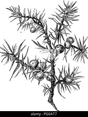 Dieses Buch untersucht verschiedene Arten von Waldbäumen, einschließlich des Wacholders, und hebt deren Wachstumsgewohnheiten, Holzqualitäten und Verwendungen hervor. Es werden die ökologischen Vorteile von Waldbäumen und ihre Rolle in Ökosystemen erörtert und praktische Leitlinien für deren Anbau und Pflege bereitgestellt. Stockfoto