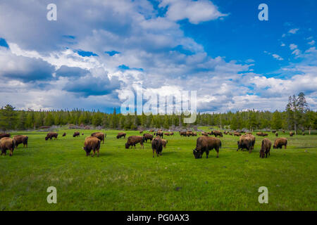 Herde Bisons grasen auf einem Feld mit Bergen und Bäumen im Hintergrund Stockfoto