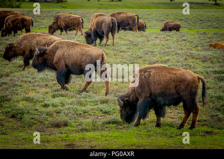 Einen Blick auf die Herde Bisons grasen auf einem Feld mit Bergen und Bäumen im Hintergrund Stockfoto