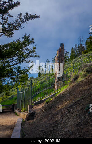 Vertikale Detailansicht des berühmten versteinerten Baum, im Lamar Valley im Yellowstone National Park Stockfoto