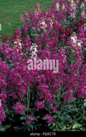 Garten BETT VON PINK und rosa blühende Bestände (MATTHIOLA INCANA). Stockfoto