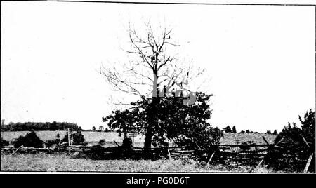 . Chestnut blight. Kastanienrindenkrebses; Kastanien. Kontrolle der Kastanie BAEK KRANKHEIT. 7 Einige der Symptome sind ganz im Vordergrund. Gliedmaßen mit glatter Rinde attaclved durch llie Pilz bald tot, etwas verfärbt, Wanne Bereiche (gelegentlich mit einem erhöhten Rand), um fortzufahren. Abb. 2. großen Kastanienbaum teilweise l&lt; tlic barls illecl durch Krankheit. Hinweis tlie Sprossen mit Blättern in der Nähe von oben, die den Schatten Blätter auf der rechten unteren Extremität, und die unteren Äste mit Laub. vergrößern und bald mehr oder weniger dicht mit gelb, orange oder rötlich-biwMi Flecken über die Größe abgedeckt werden Stockfoto