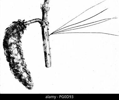Eine Arbeit, die sich auf Paläobotanik konzentriert, bietet „fossile Pflanzen“ detaillierte Beschreibungen und Illustrationen antiker Pflanzenarten. Es ist für Studenten der Botanik und Geologie konzipiert und bietet Einblicke in die Entwicklung von Pflanzenleben und fossilen Arten im Laufe der Zeit. Stockfoto