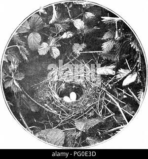 . Nature's Carol Singers. Vögel. NATURE'S CAROL SÄNGER. der Freude und Hoffnung in ihnen. Sie scheinen zu den kommenden Frühling ankündigen. Diese Sorte hat eine eigentümliche Gewohnheit. HEDGE SPATZEN NISTEN UND EIER, flirten oder Mischen seine Flügel, daher das sehr geeignete lokale Namen vor der genannten. Seine Forderung ist eine klagende â Peep, Peep. Die Hecke Sparrow, Natürlich bleibt bei uns das ganze Jahr über, und im Winter Hopfen ruhig über in Gärten, 94. Bitte beachten Sie, dass diese Bilder aus gescannten Seite Bilder, die digital für die Lesbarkeit verbessert haben mögen - Färbung und Erscheinungsbild der extrahiert werden Stockfoto