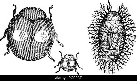. Schädlinge und Krankheiten: enthält Maßnahmen und Vorschläge für die Annahme von Landwirten empfohlen, Obst - Landwirte und Gärtner der Provinz. Schädlinge und Pilzkrankheiten der Pflanzen und Insekten. 60 Vict. Provincial Boaed des Gartenbaus. 45 Der Fall des australischen Vedalia cardinalis, unported prey auf das geriffelte Skala Icerya purchctsi, wird häufig zitiert als ein Beispiel für das, was getan werden kann. Wenn dieses Insekt Feind eingeführt wurde, es nichts gefunden, dass es anerkannt - mit Ausnahme der Icerya purcJiasi, und in der Folge widmete sich voll und ganz zu, dass die Arten, es total Unterdrückung in einem Stockfoto