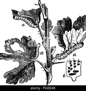 . Schädlinge und Krankheiten: enthält Maßnahmen und Vorschläge für die Annahme von Landwirten empfohlen, Obst - Landwirte und Gärtner der Provinz. Schädlinge und Pilzkrankheiten der Pflanzen und Insekten. 60 Vict. Provinciai, Vorstand der Gartenbau. 37 Dieser schädling muss genau beobachtet werden, wie Spritzen, um wirksam zu sein, durchgeführt werden sollte, wenn die Raupen ziemlich jung sind, bevor Sie bilden den Schutz von Fällen der Blätter. Entweder grün oder Paris nieswurz kann effektiv gegen diesen Schädling verwendet werden, vorzugsweise den zuerst Genannten. {Siehe Sprays 8. und 9.) Andere Sorten von Blatt rollen sind auch als Injur gemeldet Stockfoto