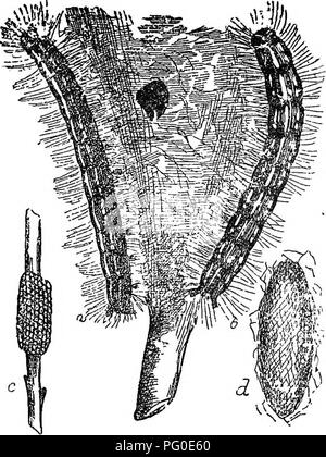 . Schädlinge und Krankheiten: enthält Maßnahmen und Vorschläge für die Annahme von Landwirten empfohlen, Obst - Landwirte und Gärtner der Provinz. Schädlinge und Pilzkrankheiten der Pflanzen und Insekten. 60 Vict. Der Provinz des Gartenbaus. 29. Die Spitze des Stocks zu verkümmern. Eine kurze tiine Nach dem Ei ist hinterlegt es Luken in eine kleine zylindrische Larve, dass Bohrungen nach unten durch die markröhre. Im Herbst sie häufig die Unterseite der Zuckerrohr, wo Sie Änderung pupse erreicht haben, und die folgenden Juni entstehen wieder als Käfer. Die Larve ist fusslos. Bald nach den Stöcken Reifenpanne Stockfoto