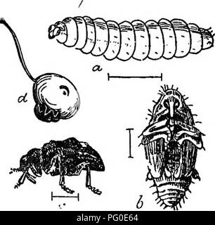 . Schädlinge und Krankheiten: enthält Maßnahmen und Vorschläge für die Annahme von Landwirten empfohlen, Obst - Landwirte und Gärtner der Provinz. Schädlinge und Pilzkrankheiten der Pflanzen und Insekten. 28. Provinz des Gartenbaus. 1897. Die PFLAUME CUECULIO (Conotrachdus nenupharânerhst). Die diflferent Phasen werden von der Gravur oben gezeigt: (a) Stellt die grub viel vergrößert; (6) den Kokon, und (c) der Käfer, beide vergrößert; (d) der jungen Frucht, zeigt die orescent-förmige Marke durch das Insekt und die ourculio, leben Größe, bei seiner Arbeit. So weit bekannt, diese Pest von Pflaume Stockfoto