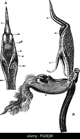 . Die verschiedenen Vorrichtungen, durch die Orchideen durch Insekten befruchtet werden. Düngung von Pflanzen und Orchideen. 182 YANDEX. Kap. VH. Fi?. 28.. Catasetdm saccatum. Bitte beachten Sie, dass diese Bilder sind von der gescannten Seite Bilder, die digital für die Lesbarkeit verbessert haben mögen - Färbung und Aussehen dieser Abbildungen können nicht perfekt dem Original ähneln. extrahiert. Darwin, Charles, 1809-1882. New York, D. Appleton und Co. Stockfoto