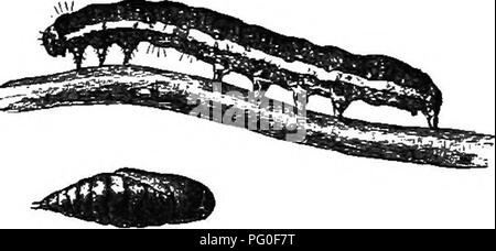 . Landwirtschaftliche Zoologie. Zoologie. Abb. 100.- Der Kohl Motte (Mamestra IjrassiciB) ^ mit Raupe und Puppe. angebaut, und die Puppen in der Erde geworden. Am Ende Juli und im August der Sommer Generation von Motten wird angezeigt. Aus den Eiern, die von diesen festgelegt sind eine zweite Generation von Raupen, die immer viel zahlreicher sind als jene der ersten geschlüpft. Von August bis Oktober sind sie in allen Arten von Kohl, besonders kompakt vorangegangen Art und cauli - Blume gefunden. Auf den ersten sie fressen Löcher in den Blättern, verlassen, aber der Chef der Adern und in der Regel nur an den Kanten an. Später werden Sie essen direkt auf int Stockfoto