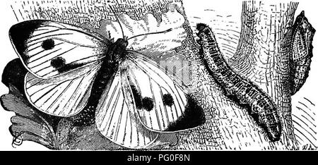 . Landwirtschaftliche Zoologie. Zoologie. Insekten. 139 Marge der Hinterflügel. Die Weibliche besitzt, zusätzlich werden zwei runden schwarzen Flecken in der Mitte der Vorderflügel. Unterseite der Vorderflügel milchig weiß, an der Spitze gelb, an der Wurzel schwärzlich; Unterseite der Hinterflügel gelb, mit schwarzen Punkten. Caterpillar (Abb. 95): So viel wie 1^Zoll langen, grünlich, oder Schwefel gelb, mit schwarzen Punkten. Kopf und dorsalen Seite des letzten Segment des Körpers grau mit schwarzen Flecken. Junge Exemplare sind von einem sehr hellen Grün mit schwarzen wartlets eng zusammengepfercht. Von der pupse, die durch das w gelebt haben Stockfoto