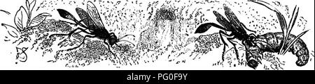 . Landwirtschaftliche Zoologie. Zoologie. Insekten. 129 zerlegen sollte, während auf der anderen Seite, ein lebendes Tier nicht erlauben würde, sich begraben zu werden, die Wespe erste bringt das Insekt in einen Zustand, in dem es keine freiwillige Bewegungen machen. Zu diesem Zweck die meisten Arten sting die erfasste Beute mehrmals in den Körper, und so oft Verletzen der ventralen Ganglien (s. 84); durch diese Behandlung das Insekt nicht getötet wird, sondern auf einen Zustand der scheinbare Tod reduziert. Die meisten graben Wespen sind nützlich, da sie vor allem zerstörerische Insekten aller Art begraben. Die gemeinsame Sand Wasp {AmmophUa sabulosa, Abb. 89), Stockfoto