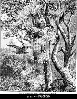 . Vom Nordpol zum Äquator: Studien des wilden Lebens und Szenen in vielen Ländern. Das Verhalten der Tiere; Vögel; Tundren; Ethnologie; Vögel. 550 vom Nordpol zum Äquator. Seine Mitmenschen; aber, als dass nähert, wird er kämpferisch und streitsüchtig, in den meisten Fällen durch Eifersucht. Aus Gründen der Mate und Horst, er Löhne bitteren Krieg mit anderen seiner Art.. 1^ cd ta^R mi Nt; t l L) Mühle t; 1 jrcbt ein Adler Paar, nachdem United, so bleiben für das Leben, aber nur wenn der Mann in der Lage ist, sein Kumpel aus dem Werben um Andere zu schützen und seine eigene Horst verteidigen. Ein männlicher Adler, die nur Reife erreicht hat Stockfoto