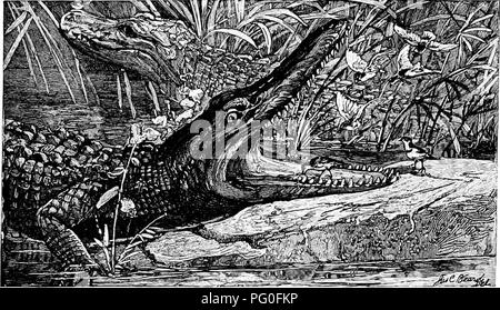 Diese Arbeit erforscht das Verhalten und die Lebensräume verschiedener Tierarten vom Nordpol bis zum Äquator. Es umfasst Studien über Vogelarten und ihre Rolle in verschiedenen Ökosystemen, insbesondere in den Tundra-Regionen, und bietet Einblicke in das Verhalten und die Ethnologie von Tieren in verschiedenen Umgebungen. Stockfoto