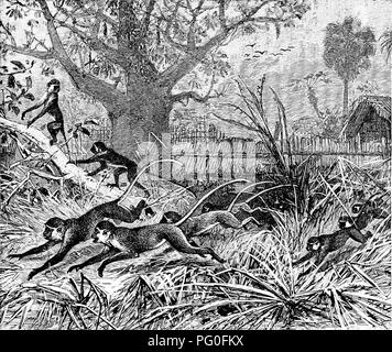 . Vom Nordpol zum Äquator: Studien des wilden Lebens und Szenen in vielen Ländern. Das Verhalten der Tiere; Vögel; Tundren; Ethnologie; Vögel. 222 vom Nordpol zum Äquator. Hand die Eier heraus zu nehmen; dann sah ich mit Erstaunen, dass die Mutter sie fest verleimt hatte zum Nest. Und wie ich neu geprüft - geschlüpft, kleine, hilflose Junge Vögel, ich sah, mit zunehmender Verwunderung, dass auch sie zum Nest in der gleichen Weise befestigt waren und somit aus Herausfallen gesichert. Abgesehen von den Vögeln, die ständig die Naturforscher des gewinnen. Abb. 32.- Long-tail Affen Aufmerksamkeit durch ihre Allgegenwart, Schönheit, v Stockfoto