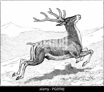 . Vom Nordpol zum Äquator: Studien des wilden Lebens und Szenen in vielen Ländern. Das Verhalten der Tiere; Vögel; Tundren; Ethnologie; Vögel. Die WÄLDER UND SPORT IN SIBIRIEN. 145 selbst diese wertvollen Geweihe, die, wenn sie in gutem Zustand erhalten, so schnell wie möglich versandt werden zu beschaffen, vor allem durch die Post, Kiachta, woher, durch spezielle Kaufleute, Tausende werden jedes Jahr in China ohne die Nachfrage geschickt. Sibirische Bauern halten auch die Maral Hirsch in Gefangenschaft für den alleinigen Zweck der Schneiden die Blut-geweih in der richtigen Zeit und. Abb. 21 - Der Maral Hirsch verkaufen Stockfoto