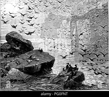 . Vom Nordpol zum Äquator: Studien des wilden Lebens und Szenen in vielen Ländern. Das Verhalten der Tiere; Vögel; Tundren; Ethnologie; Vögel. Fe. c. V-•-^"^'. Abb. 3. - Die Vogel-bergs Lapplands.. Bitte beachten Sie, dass diese Bilder sind von der gescannten Seite Bilder, die digital für die Lesbarkeit verbessert haben mögen - Färbung und Aussehen dieser Abbildungen können nicht perfekt dem Original ähneln. extrahiert. Brehm, Alfred Edmund, 1829-1884; Thomson, Margaret R., tr; Thomson, J. Arthur (John Arthur), 1861-1933, hrsg. London [etc. ] Blackie &Amp; Sohn, begrenzt Stockfoto