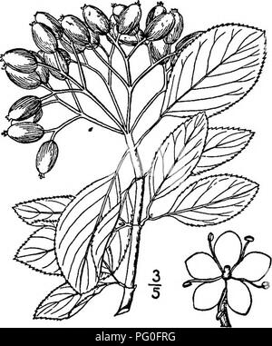 . North American Bäume: Beschreibungen und Abbildungen der Bäume unabhängig von Anbau in Nordamerika wächst, nördlich von Mexiko und der Karibik. Bäume. Abb. 777. - Süße Vibumum.. Abb. 778. - Schwarze Haw. In der Regel ein Strauch, diese manchmal sein - kommt eine kompakte Baum mit einer maximalen Höhe von 10 Meter und einem stammdurchmesser cf3dm. Er wächst in trockenen Wäldern und Dickichten von Connecticut nach Kentucky, Georgia und Arkansas. Die Zweige sind steif, Verbreitung, und viele Wirbelsäule - hke Zweige tragen. Das rot-braune Rinde ist ca. 8 mm dick und gebrochen in unregelmäßigen Schuppen. Die Zweige sind etwas h Stockfoto
