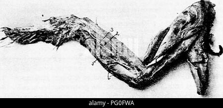 . Die Anatomie der Haushühner. Heimische Tiere; Veterinärmedizin; Geflügel. Abb. 66.- Blutgefäße und Nerven der hinteren Extremitäten. Blick von Außen. Anterior tibial Arterie. 2, Mittelfuß Arterie. 3, digitalen Arterien. 4, Vena kutane crurus. 5, Ischiadic Arterie. 6, Vena Cruralis. 7, seitliche kutane Zweig der ischiadic Nerv. Zwischen zwei der wichtigsten Lappen der Niere. Die Fortsetzung der posterioren Aorta ist die sacralis media" (Abb. genannt. 64, Nr. 32). Die ischiadic Arterie gibt einen wiederkehrenden renalis auf der. Abb. 67.- Blutgefäße und Nerven der vorderen Gliedmaßen. Außerhalb Stockfoto