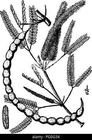 . North American Bäume: Beschreibungen und Abbildungen der Bäume unabhängig von Anbau in Nordamerika wächst, nördlich von Mexiko und der Karibik. Bäume. Schraube Pod Mesquite 531 Baum, mit zahlreichen unregelmäßigen Dick und krumm verzweigt und erreicht eine Höhe von 15 Metern und einem stammdurchmesser von 6 dm. Die Rinde ist rau, rissig, dunkelbraun und schuppig. Die schlanke manchmal zizgag, oft dornige Zweige sind samtig, grau-braun bis gelb. Der Winter Knospen sind kurz, bluntish und behaart. Die Blätter, die häufig gruppiert sind, werden gleichmäßig bipinnate, mit mir, oder oft 2, Paare o Stockfoto
