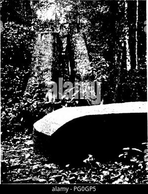 . Westafrikanischen Wälder und Forstwirtschaft. Die Wälder und die Forstwirtschaft. Abb. 91. - Entandrophragma log mit drei Seiten bereits Squared und Vierten teilweise zum Quadrieren fertig schneiden. Abb. 92. - Stumpf von Khaya Punchii mit log an der Basis, in den Benin Wald links. Auf S. 406.. Bitte beachten Sie, dass diese Bilder sind von der gescannten Seite Bilder, die digital für die Lesbarkeit verbessert haben mögen - Färbung und Aussehen dieser Abbildungen können nicht perfekt dem Original ähneln. extrahiert. Unwin, Arthur Harold. London: T. F. Unwin, Ltd. Stockfoto