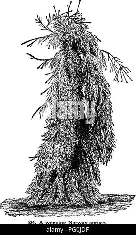 . Cyclopedia der amerikanischen Gartenbau, bestehend aus Anregungen für den Anbau von Gartenpflanzen, Beschreibungen der Arten von Obst, Gemüse, Blumen und Zierpflanzen in den Vereinigten Staaten und in Kanada verkauft, zusammen mit geographischen und Biographische Skizzen. Im Garten arbeiten. 533. Die malerischen alten hemlock Tannen. Andererseits für die ersten drei Monate, bis sie ihre Krone bud gebildet haben, müssen entweder gut Gewässert oder sonst gegen die austrocknende Wirkung von Sonne und Wind durch Verschattung, für welchen Zweck bautafeln Bildschirme sind am besten geschützt werden. Letztere müssen für die Lüftung hinten angehoben werden Stockfoto