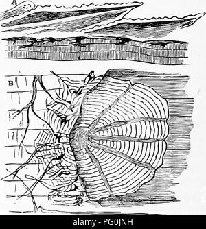 . Zoologie: für Studenten und allgemeine Leser. Zoologie. Der Leiter der Stör, Hornhecht und anderer ganoid Fische, ist durch feste Haut Knochen geschützt, und die Schalen der Schildkröten sind dermale Strukturen. Die Farbe der Haut der Wirbeltiere ist aufgrund der Pigment-Granulat entweder in die Epidermis und Dermis und in das chamäleon sie in speziellen sacs (chromatophoren), die unter der Kontrolle des Nervensystems sind enthalten sind. Die Muskulatur der Wirbeltiere entsteht aus der Mitte gerni-Layer (Mesoderm), und Schwein. 385,- Placoid Skala von Hund - Fisch (vertikale Sek -;" ii. "",,," Tl-, o mnQ Stockfoto