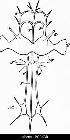 . Zoologie: für Studenten und allgemeine Leser. Zoologie. 340 Zoologie. maxillfe und Schamlippen. Der unterkiefer Nerven Projekt für - Bezirk und aus dem vorderen Teil des Ganglion auftreten, in der Nähe des Ursprungs der supra-cesophageal commissures, während die maxillaris und labialen Nerven nach unten in diese Organe gerichtet sind. Die sympathischen Ganglien sind drei an der Zahl; eine Situ- direkt hinter der supra-cesophageal Ganglion (Schwein. 278, as), ruht auf dem cesophagus, und zwei andere auf jeder Seite des Ernteguts, tief unten. Jeder der beiden hinteren Ganglien ist von einem Nerv aus dem Vorderen ganglio geliefert Stockfoto