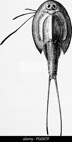 . Zoologie: für Studenten und allgemeine Leser. Zoologie. PHYLLOPOD VRUSTAGEANS. 303 Panzers, der Mandibulären Segment, das klein und nicht über-Läppen der Segmente hinter sich. Die zweite Antennen sind. Bitte beachten Sie, dass diese Bilder sind von der gescannten Seite Bilder, die digital für die Lesbarkeit verbessert haben mögen - Färbung und Aussehen dieser Abbildungen können nicht perfekt dem Original ähneln. extrahiert. Packard, A. S. (Alpheus Frühling), 1839-1905. New York: Henry Holt Stockfoto