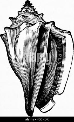 . Zoologie: für Studenten und allgemeine Leser. Zoologie. Abb. 185.. Bitte beachten Sie, dass diese Bilder sind von der gescannten Seite Bilder, die digital für die Lesbarkeit verbessert haben mögen - Färbung und Aussehen dieser Abbildungen können nicht perfekt dem Original ähneln. extrahiert. Packard, A. S. (Alpheus Frühling), 1839-1905. New York: Henry Holt Stockfoto