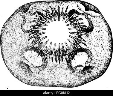 . Der Hund als Träger von Parasiten und Krankheiten. Hunde als Träger der Krankheit; Hunde. FisuBE 26.- Die gemeinsame Doppel offenporige Bandwurm, Dipylidiwm caninum. Ei-Kapsel. En-Larged. Von Stiles, 1903.. Abbildung 27.- Die Ripp hund Bandwurm. Taenia pisiformis. Kopf, gesehen von der Vorderseite. Vergrößert. Aus Hall, 1919. weiß oder rosa, und das Terminal Segmente brechen Sie von Zeit zu Zeit und entweder die Flucht in den Faeces oder kriechen aus dem Anus; Wie entkommen. Bitte beachten Sie, dass diese Bilder aus gescannten Seite Bilder, die digital für die Lesbarkeit verbessert haben mögen - Färbung und Erscheinungsbild extrahiert werden Stockfoto