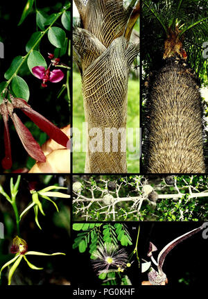 . Kuba: Camagüey, Sierra de Cubitas. Natural History; Ökologische Bewertung (Biologie); Artenschutz. . Bitte beachten Sie, dass diese Bilder sind von der gescannten Seite Bilder, die digital für die Lesbarkeit verbessert haben mögen - Färbung und Aussehen dieser Abbildungen können nicht perfekt dem Original ähneln. extrahiert. Díaz, Luis M; Field Museum of Natural History. Umwelt- und Naturschutz. Chicago, Illinois: Field Museum, Umwelt- und Naturschutz Programme Stockfoto