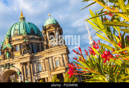 Malerische Aussicht auf den Berliner Dom (Berliner Dom) im sonnigen Sommertag. Berlin, Deutschland. Nerium oleander Blumen im Vordergrund, Berliner Dom Stockfoto