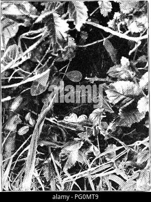 Der kleine Whitethroat bevorzugt dichte Hecken zum Nisten. Er baut ein kleines Nest aus totem Gras und Rosshaar in Gebieten wie Brombeeren und Ginster. Seine Eier sind hell cremig weiß mit leichten grünlichen Tönen und mit Grau und Braun gesprenkelt. Diese Vögel kommen häufig in Europa vor. Stockfoto