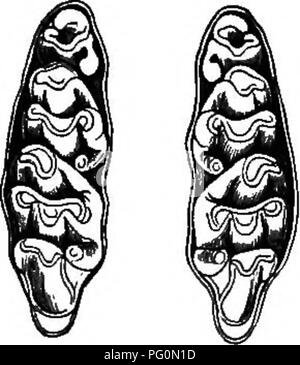 . Landwirtschaftliche Zoologie. Zoologie. Säugetiere. n Seite Eingang aus dem haulms und Blätter von Gras und Mais oder aus anderen Blättern. Verschlingt Samen, insbesondere Getreide, Hafer, der Liebling. Der Mais Bluse (M. agrarius). Zurück bräunlich rot mit schwarzen Streifen. In den Ebenen östlich des Ehine. In der Regel lokale, aber dann sehr reichlich. Abb. 23.- oberen Backenzähne von Braun Bat, von Schleifen Oberfläche gesehen. Fia. 24 oberen Rücken Teetli Wasser Vole, von Schleifen Oberfläche. Vor allem in Kornfelder und fruitfields; gräbt Löcher in den Boden. Im Herbst tritt häufig im Bereich in großen Kolonien. Stockfoto
