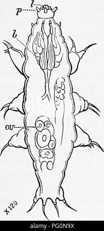 . Zoologie: für Studenten und allgemeine Leser. Zoologie. Tragen ANIMALCULES. 361 Air - Rohre, mit vier langen Beine, in die coecal Verlängerungen des Magens, in der Schweine gesehen. 315.. Bitte beachten Sie, dass diese Bilder sind von der gescannten Seite Bilder, die digital für die Lesbarkeit verbessert haben mögen - Färbung und Aussehen dieser Abbildungen können nicht perfekt dem Original ähneln. extrahiert. Packard, A. S. (Alpheus Frühling), 1839-1905. New York: Henry Holt Stockfoto