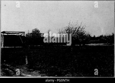 . Bienen und ihre Beziehung zu arsenhaltiges Sprays in der Blütezeit. Bienen. 12 FELDARBEIT - zweites Jahr in diesem Jahr (1919) drei Bäume, der Jonathan Vielfalt und über 12 Jahre alt, wurden eingesperrt mit Draht an den Seiten und oben und Käse - Tuch auf dem Boden. Man wurde als Kontrolle verwendet werden; die anderen beiden waren gesprüht und bestäubt mit Schwefel und arsenat von führen, wenn sie in voller Blüte, wie im letzten Jahr beschrieben. Kolonien von Bienen in 18 Pfund oder mehr mit Honig wurden in zog bald nach dem Spritzen und Abstauben getan worden war. Das Wetter war kalt und regnerisch bei einem Teil der o Stockfoto