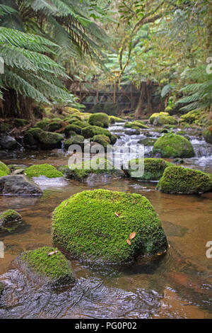 Bemoosten Felsbrocken in Mt Albert Bach, in der Nähe des Fußes von St. Columba Falls Stockfoto