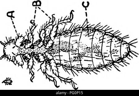 . Tierische Parasiten und parasitäre Krankheiten. Heimische Tiere, Veterinärmedizin. PARASITOLOGV. 41 deren Viertel sind nur durch eine Trennwand getrennt sind, kann bei Pferden und Rindern und temporäre Parasitismus verursachen. Jeder Parasit hat seine eigenen Host oder Hosts und wird nicht dauerhaft auf dem anderen Leben. Läuse von Vögeln. Die grosse Henne Laus. - Menopon Biseriatum. Dies ist die grösste Laus gefunden auf der Henne. Es geht um ein Zwölftel eines Zoll lang, hell in der Farbe, mit Mund Teile beim Zerkleinern wie in der Abb. gezeigt angeordnet. 10. Die freien Enden der Beine sind mit Broschüren, die Beihilfe Stockfoto