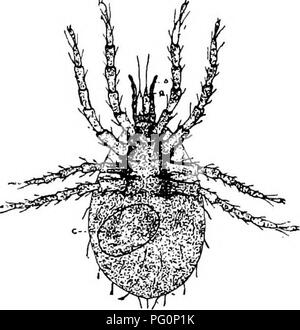 Illustration von Pulex Serraticeps, einer parasitären Flohart beim Schwein. Das Bild zeigt detaillierte Merkmale wie Unterkiefer, Palpi, Vorderbeine, Ozelli, Antennen, Thorax und Abdomen. Diese Flohart spielt eine Rolle bei der Übertragung von Krankheiten bei Haustieren. Stockfoto