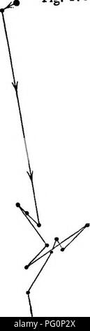 . Die Kraft der Bewegung in Pflanzen. Pflanzen, Botanik. 482 OIRCUMNUTATION geändert. Kap. VIII Ellipse wurde zwischen 15.00 Uhr und ca. 17.30 Uhr, das hypocotyl noch biegen in Richtung des Lichts. Das hypocotyl Abb. 178.. Bitte beachten Sie, dass diese Bilder sind von der gescannten Seite Bilder, die digital für die Lesbarkeit verbessert haben mögen - Färbung und Aussehen dieser Abbildungen können nicht perfekt dem Original ähneln. extrahiert. Darwin, Charles, 1809-1882; Darwin, Francis, Sir, 1848-1925. New York: D. Appleton Stockfoto