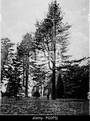 Dieses Bild zeigt die Flora Großbritanniens und Irlands mit Schwerpunkt auf verschiedenen Baumarten. Die Abbildung zeigt eine detaillierte Darstellung von Kiefern, insbesondere des Pinus laricio, wie sie von Henry John Elwes und Augustinus Henry beschrieben wurden. Er erfasst die Merkmale dieser Nadelbäume, einschließlich ihrer nadelförmigen Blätter und einzigartigen Rindeneigenschaften, was zum Verständnis britischer und irischer Baumarten beiträgt. Stockfoto