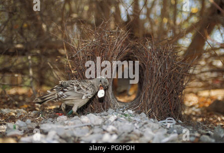 Der große Bogenvögel (Chlamydera nuchalis) ist ein gewöhnlicher Bewohner von Nord-Australien. Gesehen hier draußen ist es bunter. Stockfoto